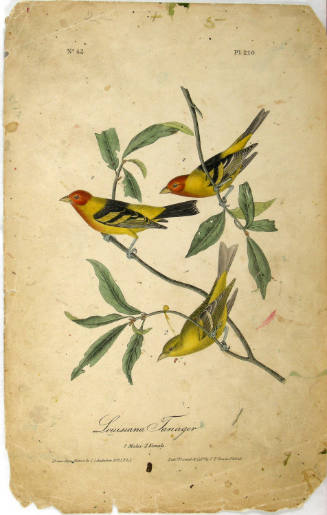 Louisiana Tanager