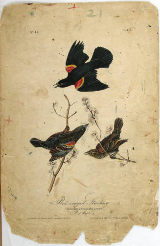 Red-winged Starling