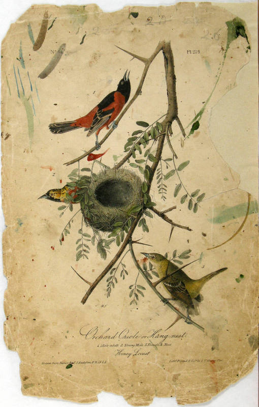 Orchard Oriole or Hang-nest