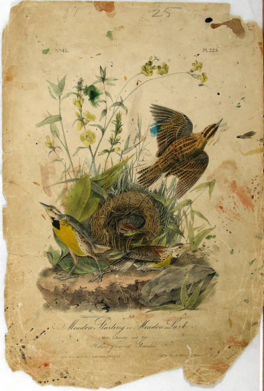 Meadow Starling or Meadow Lark