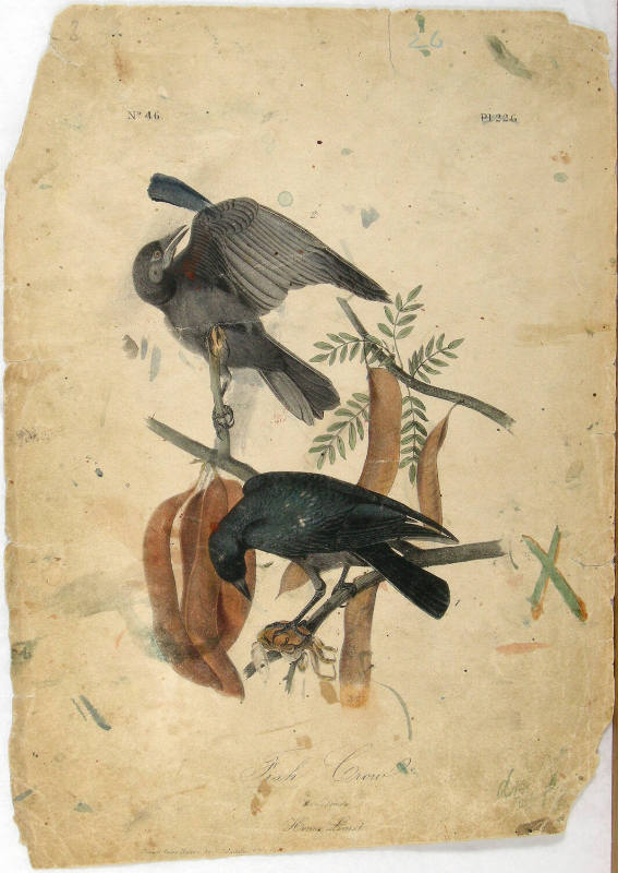 Fish Crow