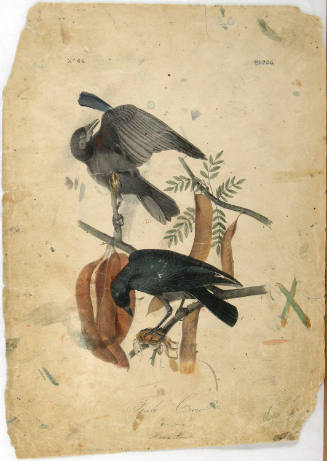 Fish Crow