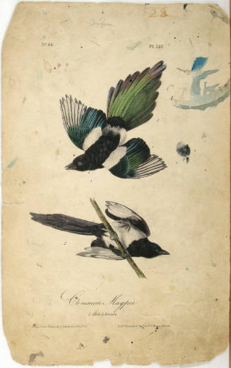 Common Magpie