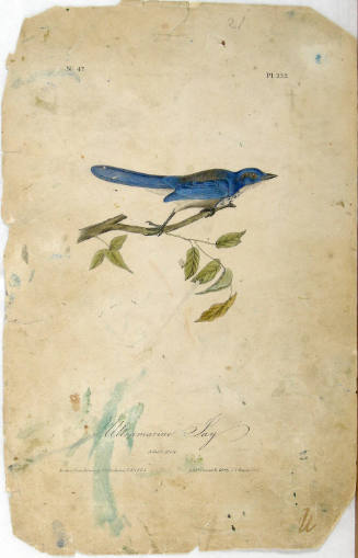 Ultramarine Jay