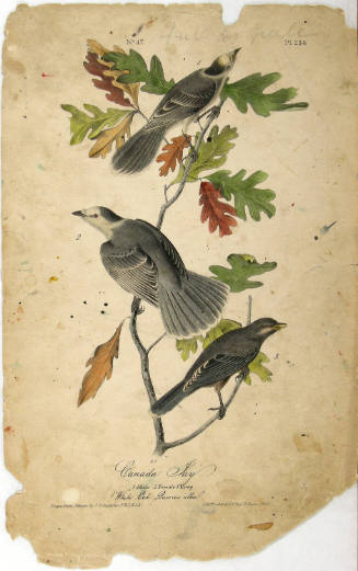 Canada Jay