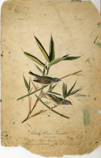 Solitary Vireo or Greenlet