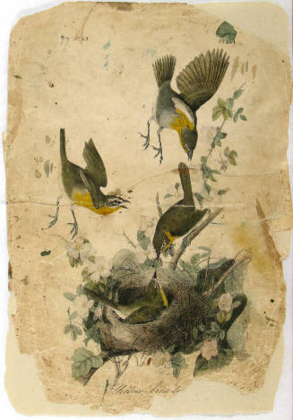 Yellow-breasted Chat