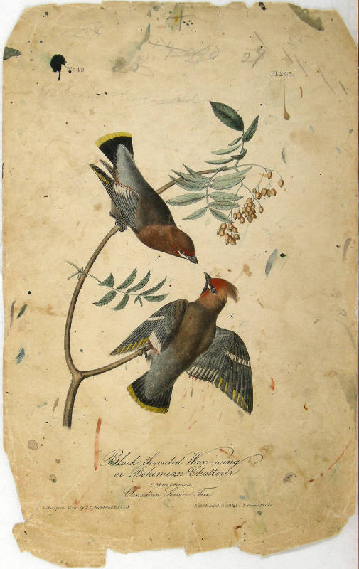 Black throated Wax-wing or Bohemian Chatterer