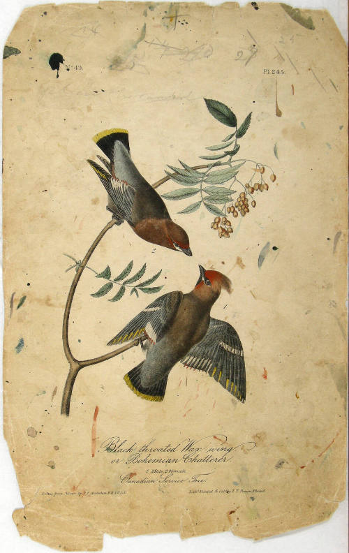 Black throated Wax-wing or Bohemian Chatterer