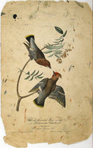 Black throated Wax-wing or Bohemian Chatterer