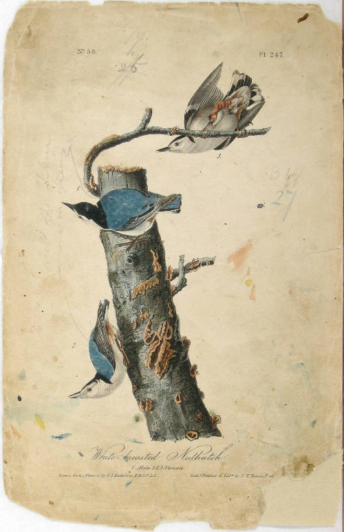 White-breasted Nuthatch