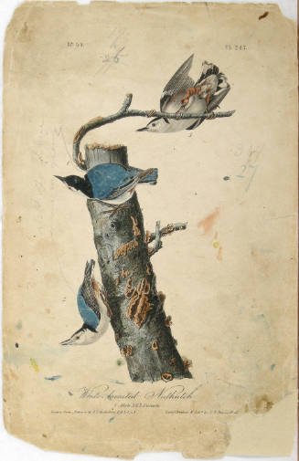 White-breasted Nuthatch