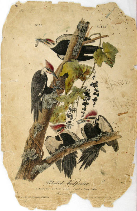 Pileated Woodpecker