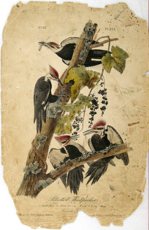 Pileated Woodpecker
