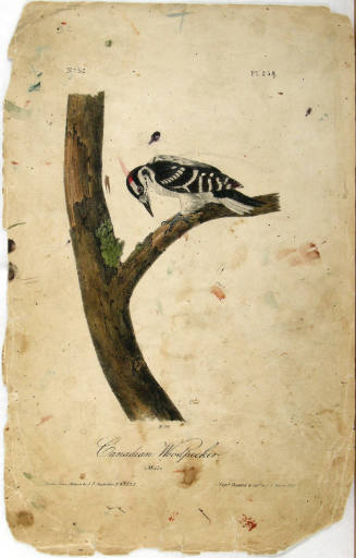 Canadian Woodpecker