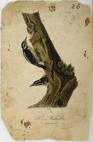 Harris's Woodpecker