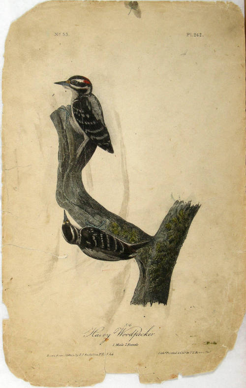 Hairy Woodpecker
