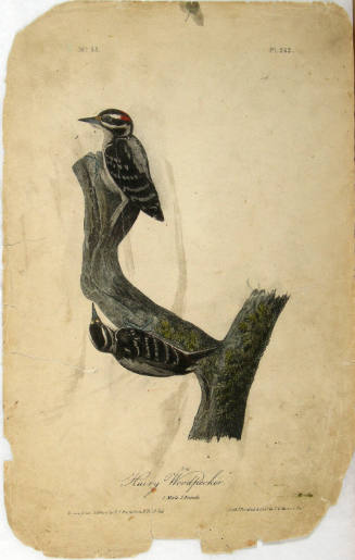 Hairy Woodpecker