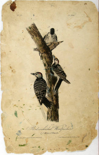 Red-cockaded Woodpecker