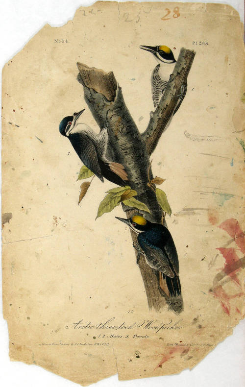 Arctic three-toed Woodpecker