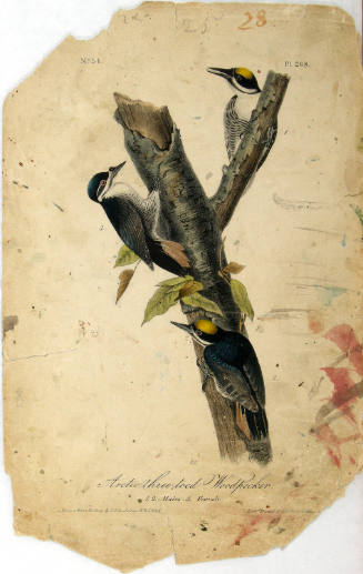 Arctic three-toed Woodpecker