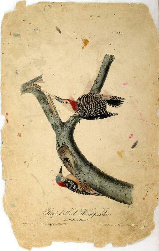 Red-bellied Woodpecker