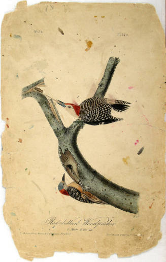 Red-bellied Woodpecker