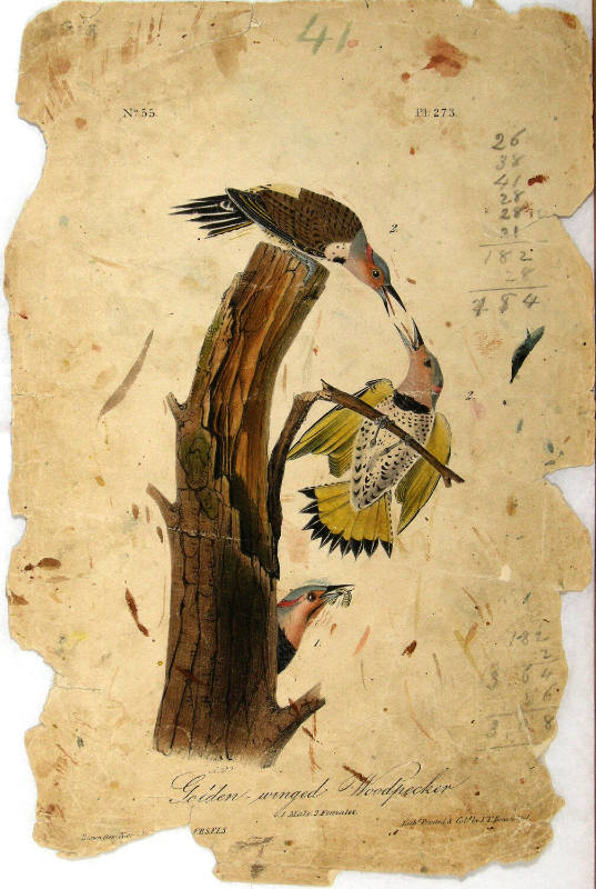Golden-winged Woodpecker