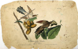 Yellow-billed Cuckoo