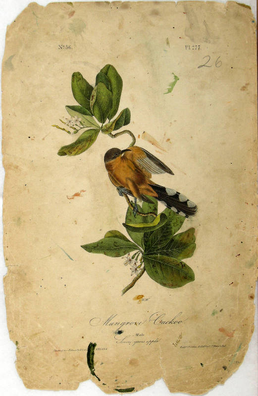 Mangrove Cuckoo