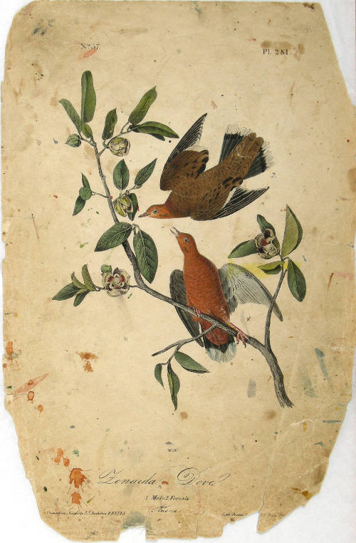 Zenaida Dove