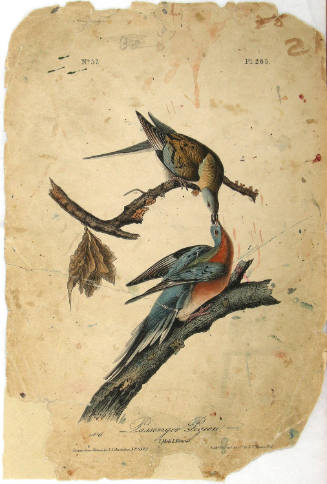 Passenger Pigeon