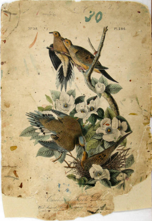 Carolina Turtle Dove
