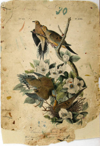 Carolina Turtle Dove
