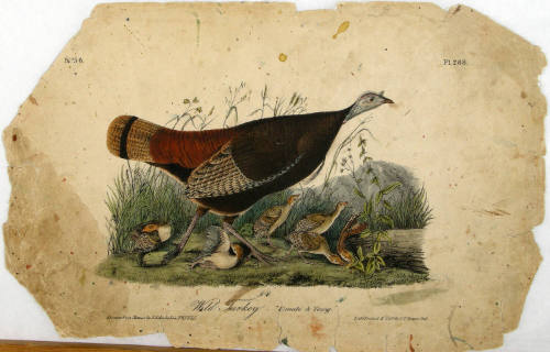 Wild Turkey. Female & Young.