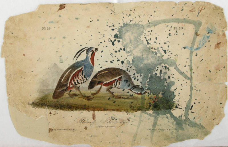 Plumed Partridge