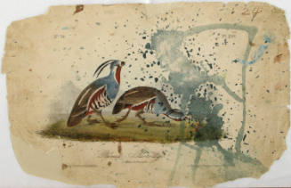 Plumed Partridge