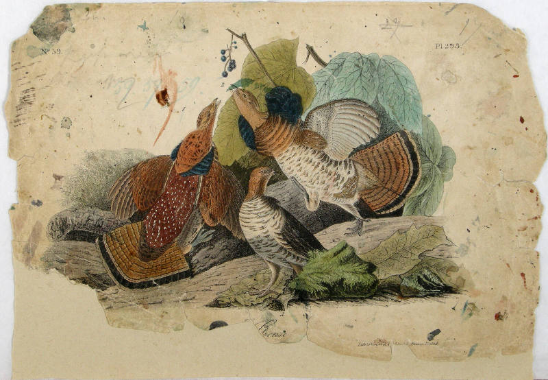 Ruffed Grouse