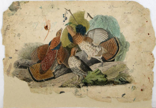Ruffed Grouse