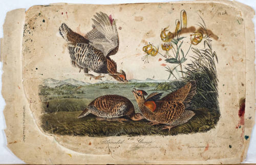 Pinnated Grouse