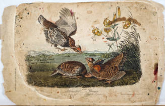 Pinnated Grouse