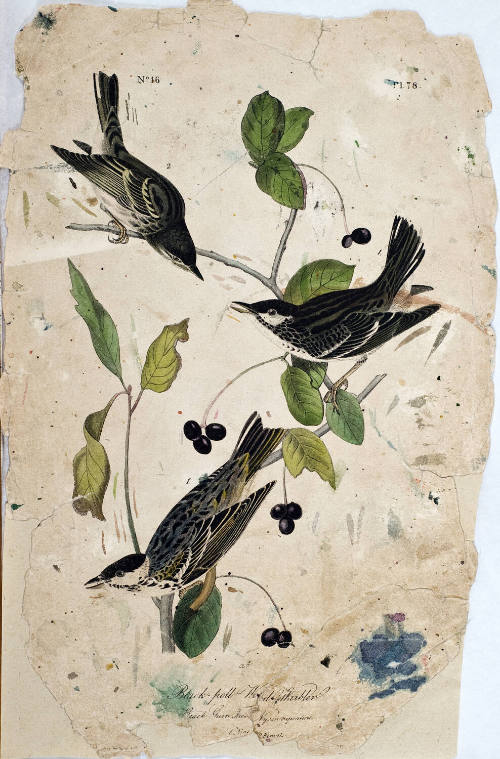 Black-poll Wood Warbler