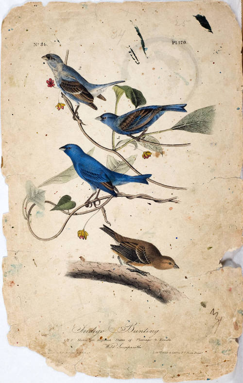 Indigo Bunting