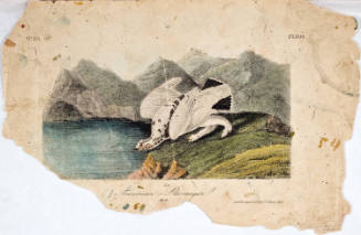 American Ptarmigan