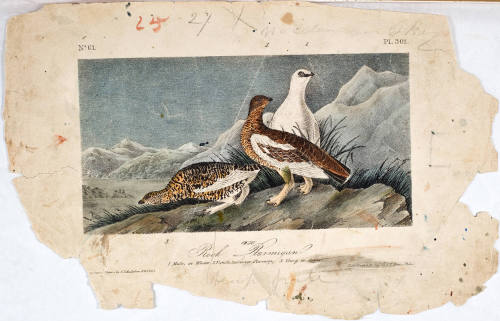 Rock Ptarmigan