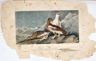 Rock Ptarmigan