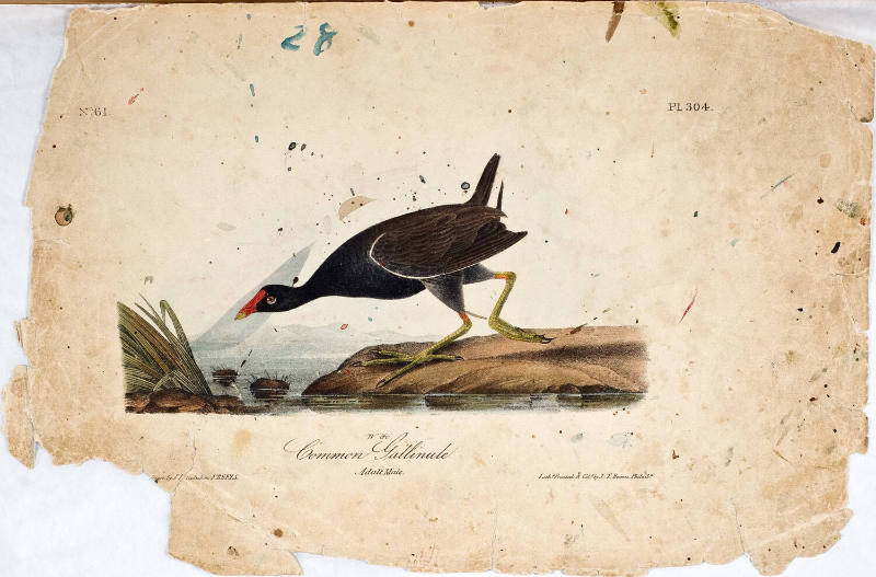 Common Gallinule