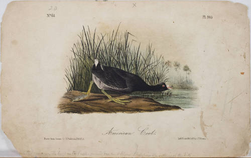 American Coot