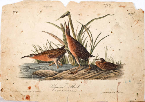 Virginian Rail