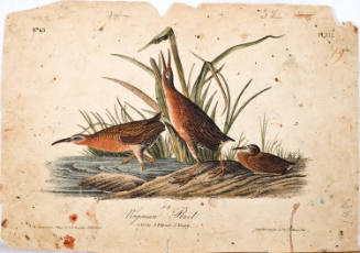 Virginian Rail